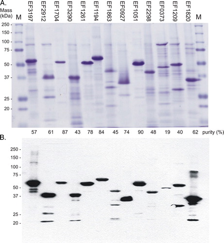Figure 3.  One-step purification of the expressed intact membrane sensor kinases of E. faecalis. Following solubilization, proteins were purified by nickel affinity as described in Methods. Samples (10 µg) were analysed by: (A) separation on SDS-polyacrylamide gels and staining with Coomassie Blue, and% purity determined by densitometry; and (B) Western blot analysis using an INDIATM His probe. M, molecular mass markers. This Figure is reproduced in colour in Molecular Membrane Biology online.
