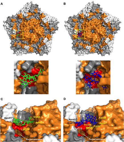 Fig. 5 CHLA and PUG target the CVA16 capsid near the pocket entrance.a, b Molecular docking analysis of CHLA (a; green) and PUG (b; blue) on the pentamer of CVA16 (PDB: 5C4W); zoomed panels from the yellow demarcation are shown. VP1 = orange, VP2 = gray, and VP3 = white; polar contacts are shown as black dashes. Residues that make-up the pocket entrance are colored red (Ile94, Asp95, Gln207, Met212, Met213, Lys257, Thr258). c, d Alternate close-up side view into the canyon where CHLA and PUG bind near the pocket entrance. Unique residues from the polar contacts of the tannins to amino acids in VP1 (yellow font), VP2 (white font), and in VP3 (black font) are indicated. The white dashed line indicates the opening of the pocket region