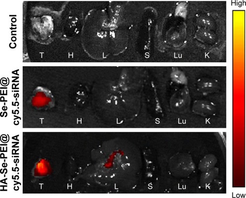 Figure 7 The fluorescence images of excised tumors and organs at 4 hours postinjection of Se-PEI@cy5.5-siRNA and HA-Se-PEI@cy5.5-siRNA, respectively.Note: The excised tumor and organs from the mice without injection with nanoparticles were set as control group.Abbreviations: H, heart; HA, hyaluronic acid; K, kidney; L, liver; Lu, lung; PEI, polyethylenimine; S, spleen; Se, selenium; siRNA, small interfering RNA; T, tumor.