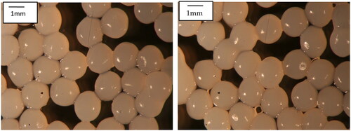 Figure 1. Optical micrographs of flaxseed protein isolate-alginate microbeads. Microbeads were produced using flaxseed protein isolate and alginate at a ratio of 2:1 (v/v).