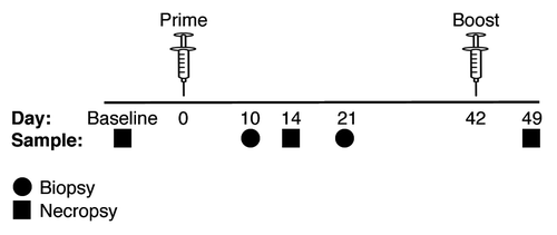 Figure 1. Immunization schedule indicating prime (day 0) and boost (day 42) time points. GI mucosa, inguinal LN, and blood samples were collected at both biopsy (circle) and necropsy (square) time points.