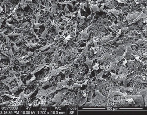 Figure 9. SEM micrographs of Schwann cells cultured on the scaffolds for 3 days.