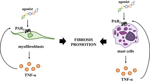 Figure 2 Significance of PAR2 in the promotion of fibrosis mediated by myofibroblasts and mast cells. PAR2 activation induces TNF-α secretion affecting colitis progression and promotion of fibrosis which is regulated by both myofibroblasts and mast cells.