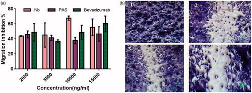 Figure 10. (a) Anti-migration activity of PASylated nanobody in comparison to the native protein on HUVECs. Data are represented as mean ± SD and bevacizumab was used as a control. (b) Representative snapshots, captured from migration assay on HUVECs (1) Control (tfinal), (2) scratched cells (tinitial) (3) nanobody (2000 ng/ml) and (4) Nb-PAS#1(200) (2000 ng/ml). As depicted in the figure, both Nb-PAS#1(200) and nanobody strongly inhibit the migration of HUVECs at a concentration of 2000 ng/ml.