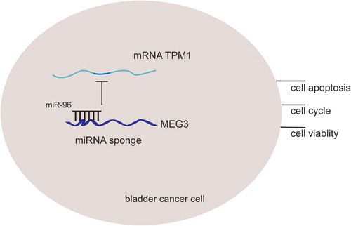 Figure 12. The rationale of MEG3, miR-96 and TPM1. LncRNA MEG3 can serve as natural miRNA sponges by competitive binding to miR-96 to suppress its expression as well as function, then further up-regulate TPM1 expression and consequently inhibits bladder cancer progression.