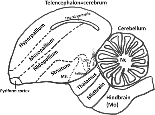 Figure 1.  Schematic diagram showing view of the avian brain according to the actual names. Diagram adapted from Reiner et al. (2004). LSt, lateral striatum; MSt, medial striatum; Nc, nuclei cerebelaris; Mo, medulla oblongata.