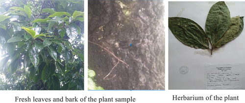 Figure 1. Photographs of the leaves and barks of the plant from the collection site and the herbarium sample.