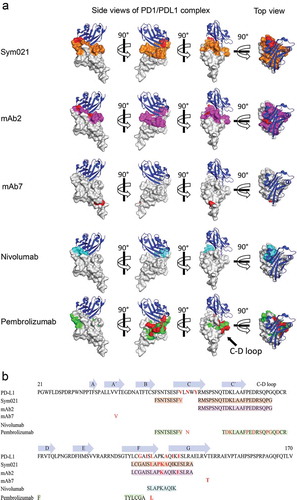 Figure 3. Epitope mapping of PD1 antibodies. a Epitope of Sym021 relative to humanized chicken-derived antibodies mAb2, mAb7 and reference antibodies nivolumab and pembrolizumab is imposed on a space filling model of human PD1 (overlay of 4ZQK and 2M2D structures). Three side views of the PD1-PD-L1 complex rotated 90° apart are displayed together with a top view of the PD-L1 ligand binding surface. Blue: PD-L1 ligand in cartoon, Gray: Space-filling model of PD1. Red: Contact residues identified by alanine scanning. Orange: Linear epitopes for Sym021. Magenta: Linear epitopes for mAb2, Cyan: Linear epitopes for nivolumab. Green: Linear epitopes for pembrolizumab. b The PD1 amino acid sequence with annotated β-strands, linear epitopes, and contact residues are shown for PD-L1 and epitope mapped antibodies. The β-strand definitions were based on Lin et al.Citation29 and Zak et al.Citation30.