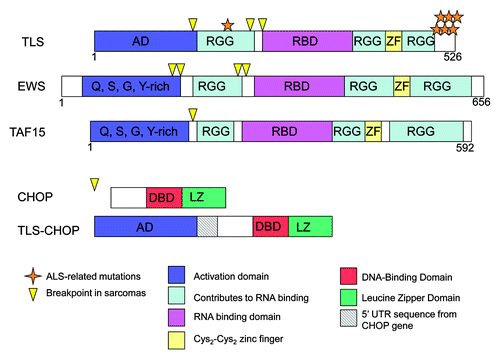 Figure 1. Structures of TLS, EWS, TAF15, CHOP and TLS-CHOP. Domains of TLS, CHOP and TLS-CHOP are depicted, including the activation domain (AD), RGG boxes that contribute to RNA binding (RGG), RNA-binding domain (RBD), Cys2-Cys2 zinc finger (ZF), DNA-binding domain (DBD) and leucine zipper domain (LZ). The location of sarcoma breakpoints (arrowheads) and ALS-related missense mutations in TLS (stars) are also depicted.