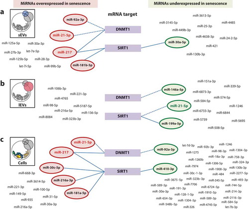 Figure 4. MiRNAs showing differential expression in SEN cells and their cognate sEVs and lEVs targeting DNMT1 and/or SIRT1. (a) MiRNAs showing over and under-expression in SEN sEVs compared with CON sEVs, (b) in SEN lEVs compared with CON lEVs, (c) and in SEN compared with CON cells targeting DNMT1 and/or SIRT1. Straight lines represent miRNA-mRNA interaction based on bioinformatic prediction from three different algorithms. Dotted lines represent miRNAs reducing DNMT1 activity by binding to its catalytic site, according to the report from Zhang et al. [Citation54].