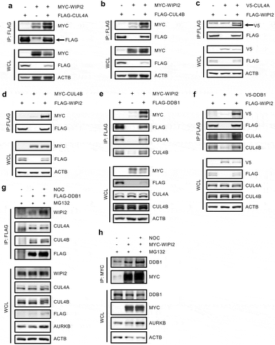 Figure 4. WIPI2 interacts with CRL4s.(a) HEK293T cells were transfected with MYC-WIPI2 and/or FLAG-CUL4A as indicated for 24 h and were lysed with IP lysis buffer. The cell lysates were subjected to FLAG IP and blotted with the indicated antibodies.(b) HEK293T cells were transfected with MYC-WIPI2 and/or FLAG-CUL4B as indicated for 24 h. Cells were lysed with IP lysis buffer. The cell lysates were subjected to FLAG IP and blotted with the indicated antibodies.(c) HEK293T cells were transfected with FLAG-WIPI2 and/or V5-CUL4A as indicated for 24 h and were lysed with IP lysis buffer. The cell lysates were subjected to FLAG IP and blotted with the indicated antibodies.(d) HEK293T cells were transfected with FLAG-WIPI2 and/or MYC-CUL4B as indicated for 24 h and were lysed with IP lysis buffer. The cell lysates were subjected to FLAG IP and blotted with the indicated antibodies.(e) HEK293T cells were transfected with MYC-WIPI2 and/or FLAG-DDB1 as indicated for 24 h. FLAG-DDB1 was pulled down using anti-FLAG M2 agarose and blotted with the indicated antibodies.(f) HEK293T cells were transfected with FLAG-WIPI2 and/or V5-DDB1 as indicated for 24 h. Cells were lysed with IP lysis buffer. The cell lysates were subjected to FLAG IP and blotted with the indicated antibodies.(g) HEK293T cells were transfected with FLAG-DDB1 for 24 h. Subsequently, cells were treated with or without nocodazole (NOC, 200 ng/ml) for 16 h and were then released into fresh medium containing 20 μM MG132 for 1.5 h. The cells were harvested, lysed with IP lysis buffer and subjected to immunoprecipitation with anti-FLAG M2 agarose.(h) HEK293T cells were transfected with MYC-WIPI2 for 24 h. Subsequently, cells were treated with or without nocodazole (NOC, 200 ng/ml) for 16 h and were then released into fresh medium containing 20 μM MG132 for 1.5 h. The cells were harvested, lysed with IP lysis buffer and subjected to immunoprecipitation with anti-MYC agarose.