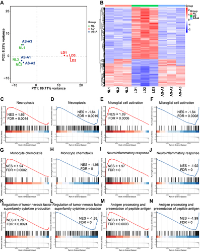 Figure 9 AS-A treatment counteracts bright light-induced alterations of the retinal gene expression profiles. Eyes were enucleated from the indicated treatment groups 1 d after bright light exposure. Total RNA was isolated from the retina, followed by RNA-seq analysis (n=3 per group). (A) Principal component analysis (PCA) of all data sets from NL (green), LD (red) and AS-A (blue). (B) Hierarchical clustering analysis of the DEGs from NL, LD and AS-A. Scale bar represents the Z score indicative of upregulation (red) and downregulation (blue) of gene expression. (C–N) Gene set enrichment analysis (GSEA) based on KEGG or GO gene sets.