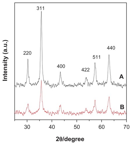 Figure 1 X-ray diffraction patterns for (A) pure iron oxide nanoparticles and (B) iron oxide nanoparticles coated with chitosan and gallic acid.