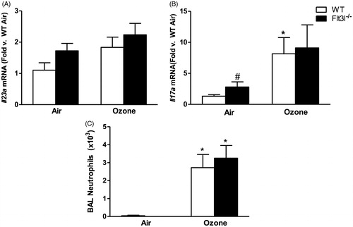 Figure 7. Pulmonary (A) Il23a and (B) Il17a mRNA abundance (expressed relative to WT air mice) and (C) BAL neutrophil numbers in WT and Flt3l−/− mice exposed to room air or ozone (0.3 ppm) for 72 h. Results shown are means ± SE of 7–8 mice/group. *p < 0.05 vs air-exposed mice with same genotype; #p < 0.05 vs WT mice with same exposure.