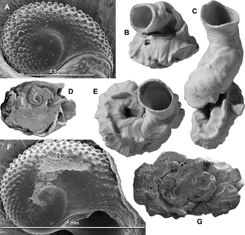 Fig. 7  Stephopoma roseum (Quoy & Gaimard). (A,D) GS15443, Y14/f505B, Te Piki, near East Cape, Haweran (OIS 7), SEM; D, basal view of 2 intergrown shells, protoconchs visible, width 7.0 mm; A, protoconch. (B,C,E) GS4013, R22/f6353, Tainui Shellbed (Castlecliffian, OIS 13), “the buttress”, Castlecliff, Wanganui, 3 specimens; B,C, lateral views, height 7.9 mm (B) and 17.8 mm (C); E, dorsal view, width 10.8 mm. (F,G) GS4013, R22/f6353, Tainui Shellbed (Castlecliffian, OIS 13), “the buttress”, Castlecliff, Wanganui, SEM; G, basal view of group of 3 shells, protoconchs visible, width 10 mm; F, protoconch.