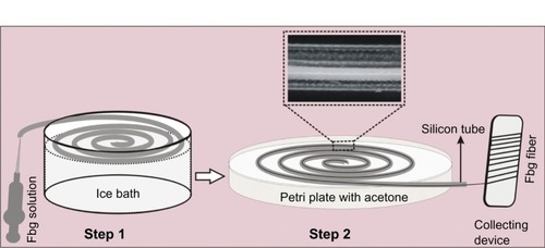 Figure 1 Schematic diagram of the fabrication process for fibrinogen (Fbg) microfibers (inlet: optical micrograph showing fiber formation inside the silicone tube during solvent extraction).