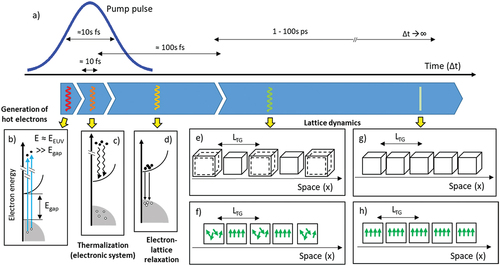 Figure 7. a) Sketch of the EUV TG excitation process: the blue curve depicts an EUV pulse with time duration Δtpump≈ 10s fs. EUV photons with photon energy EEUV are mainly absorbed by valence electrons (blue vertical lines in Panel b) and initially generate a population of hot electrons (black dots) and valence band holes (white dots); the valence and conduction bands are represented, respectively, by grey and white parabolic areas. On the 10 fs scale this population relaxes (black wavy downwards arrows in panel c) generating electron-hole pairs across the valence band, which recombines on the 100s fs scale (black downwards arrows in panel d). The EUV TG excitation thus creates an electronic population grating that is relaxing by transferring energy to the lattice. The lattice is hence heated in a spatially periodic way (thermal grating) inducing, e.g. spatially periodic changes in density (via thermal expansion; panel e) or magnetization (panel f). For a moderate EUV excitation level, these gratings evolve in time up to recover the initial (unperturbed) state. In this illustration electronic transitions involving core-hole states are ignored.