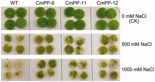 Figure 5. Leaf chlorosis comparison of three CmPP transgenic lines (CmPP-9, CmPP-11, CmPP-12) vs. WT tobacco, by submerging their leaf discs into salt solutions (0 mM (CK), 500 mM, 1000 mM NaCl) for 5 d.