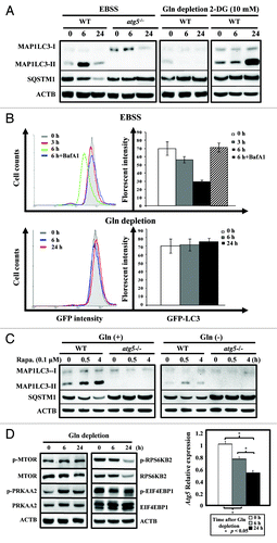 Figure 8. Glutamine depletion fails to induce autophagy. (A) Starvation, but not glutamine depletion, induces autophagy. WT and atg5−/− MEFs were seeded in complete medium to reach 50% confluence on the day of experiment and then grown in EBSS, serum-supplemented DMEM without glutamine, or treated with 2-DG (10 mM), a glycolysis inhibitor, for 0, 6 and 24 h prior to harvesting. Equal amounts of whole cell lysates were analyzed by western blot using anti-MAP1LC3 (LC3), anti-SQSTM1 (p62) and anti-ACTB (actin) antibodies. (B) Glutamine depletion fails to reduce GFP-LC3 fluorescence intensity. (Upper panel) MEF/GFP-LC3 cells were treated with EBSS for 3 and 6 h and then analyzed by FACS. The relative levels of GFP-LC3 fluorescence intensity vs. cell counts are shown in a histogram from a representative experiment (left). MEF/GFP-LC3 cells were cultured in EBSS medium for 3 or 6 h, with or without a 1 h pretreatment of Bafilomycin A1 (Baf A1; 100 nM). For the treated samples, Baf A1 was added to the EBSS media for the additional 6 h incubation. The relative levels of GFP-LC3 intensity from at least three independent experiments are calculated as mean ± SD and shown as a percentage of fluorescence intensity, where control level was designated as 100% (right). (Lower panel) Cells were subjected to glutamine withdrawal and analyzed, without Baf A1-treatment, as shown in (upper panel). (C) Rapamycin induces autophagy in the presence and absence of glutamine. WT and atg5−/− MEFs were seeded in complete medium to reach 50% confluence on the day of experiment and then grown in serum-supplemented DMEM with or without glutamine and analyzed as described in (A). (D) Glutamine depletion induces PRKAA2 (AMPK) and MTOR activation (left panel) and suppresses Atg5 mRNA level (right panel). The phosphorylation status of PRKAA2, MTOR and its downstream RPS6KB2 (p70S6K) and EIF4EBP1 was determined to indicate the activation status of the PRKAA2 and MTOR pathways after glutamine depletion. The expression level of the Atg5 transcript was measured by quantitative RT-PCR analysis. Cells were treated and analyzed as described in (A) with the indicated antibodies and quantitative RT-PCR was performed as described in Figure 7. Gln, glutamine; 2-DG, 2-deoxyglucose; Rapa, rapamycin.