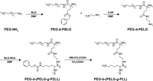 Figure 1 Synthesis route and structure of linear-brush block copolymer PEG-b-(PELG-g-PLL).Note: m and n represent the degree of polymerization.Abbreviations: PEG-NH2, poly(ethylene glycol) amine; BLG, γ-benzyl L-glutamate; DMF, N,N-dimethylformamide; PEG-b-PBLG, poly(ethylene glycol)-b-poly(γ-benzyl L-glutamate); 2-HP, 2-hydroxypyridine; PEG-b-PELG, poly(ethylene glycol)-b-poly(ethylenediamine L-glutamate); BLG-NCA, γ-benzyl L-glutamate-N-carboxyanhydride; PEG-b-(PELG-g-PZLL), poly(ethylene glycol)-b-(poly(ethylenediamine L-glutamate)-g-poly(ε-benzyoxycarbonyl-L-lysine)); PEG-b-(PELG-g-PLL), poly(ethylene glycol)-b-(poly(ethylenediamine L-glutamate)-g-poly(L-lysine)).