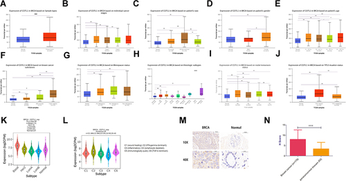 Figure 1 Expression of COTL1 in breast cancer. (A) COTL1 mRNA expression (from The Cancer Genome Atlas) in breast cancer was significantly higher than that in normal tissue. (B-L) Differences in COTL1 mRNA expression depending on stage, race, gender, age, subclasses, menopause status, histologic subtype, metastasis, TP53 mutation status, molecular and immune subtypes. (M-N) COTL1 protein expression in breast cancer tissues was higher than that in para-carcinoma tissues. Data are shown as mean ± SD, *<0.05, **<0.01, ***p < 0.001.