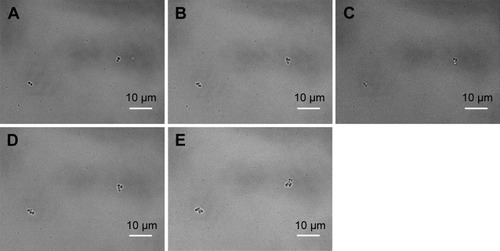 Figure 9 BF images of Staphylococcus aureus growth in the blank control group.Notes: Growth without CeONP, the incubation time increases every 30 minutes; (A) 0, (B) 30, (C) 60, (D) 90, and (E) 120 minutes. Two cell divisions occur.Abbreviations: BF, bright-field; CeONP, cerium oxide nanoparticles.