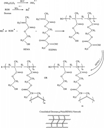 Scheme 1 Outline of the synthesis of dextran-g-poly(HEMA) networks.