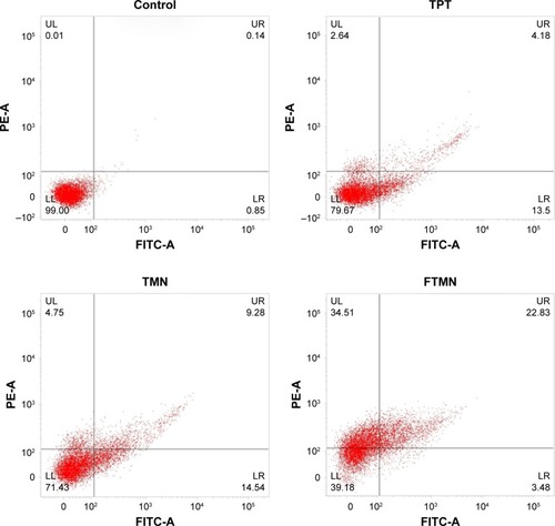 Figure 8 Induction of apoptosis in Y79 cancer cells by treatment with TPT, TMN, and FTMN. The cells were treated with respective formulations and stained with Annexin V and PI.Abbreviations: PE-A, phycoerythrin; TPT, topotecan; TMN, TPT-loaded mesoporous silica nanoparticles; FTMN, TPT-loaded mesoporous silica nanoparticles surface conjugated with folic acid; PI, propidium iodide; FITC, fluorescein isothiocyanate.