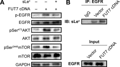 Figure 4 The impact of FUT7 overexpression and anti-sLeX antibody blocking on EGFR/Akt/mTOR signaling activation.