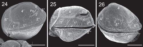 Figs 24–26. SEM micrographs of Coolia cf. canariensis phylogroup II. Fig. 24. Oblique-lateral view. Fig. 25. Left lateral view. Fig. 26. Right lateral view. Scale bars: 10 µm.