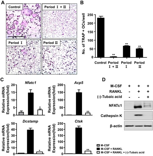 Figure 2. (-)-Tubaic acid inhibits early and late stages of osteoclast differentiation and osteoclast-specific marker expression. (A) The BMMs were cultured in the presence of M-CSF (10 ng/ml) and RANKL (20 ng/ml), and the cells were treated with (-)-tubaic acid (5 μM) for the indicated period. Period I : from days 0–2, Period II : from days 2–4. Scale bar, 50 μm. (B) Quantification of TRAP-positive MNCs. (C, D) The BMMs were incubated in the presence of M-CSF (10 ng/ml) and RANKL (20 ng/ml) with or without (-)-tubaic acid (5 μM) for four days. The mRNA (C) and protein (D) expression levels of osteoclast markers were assessed by real-time PCR and immunoblotting, respectively. *p < 0.05, **p < 0.01 versus vehicle-treated control, t-test.