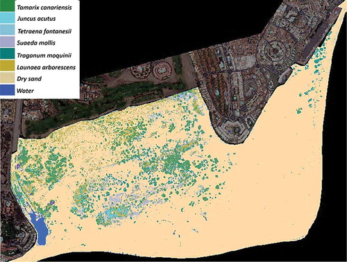 Figure 10. Vegetation map of the special natural reserve of Dunas de Maspalomas using the Worldview-2 image of 4 june 2015.