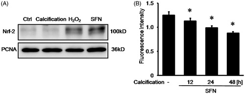 Figure 3. SFN up-regulated the Nrf-2 expression in nuclear and reduced ROS production upon calcification. (A) Nrf-2 expression was detected by Western blotting. (B) ROS production was measured by reactive oxygen species assay following 5 μM SFN pretreatment and calcification. Data are means ± SD; *p < 0.05 versus normal control.