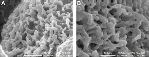 Figure 9 Scanning electron microscopy images of Calu-3 epithelial layers grown at air–liquid interface where cilia on the surface as well as a mucosal layer is visible.
