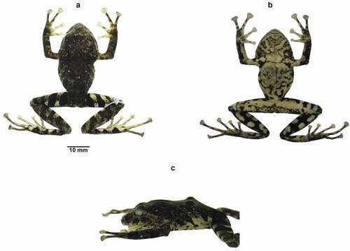 Figure 4. Preserved holotype of Pristimantis ledzeppelin sp. nov., ZSFQ 1872, adult female, SVL = 36.1 mm (a) Dorsal view (b) Ventral view (c) Lateral view. Photographs by David Brito-Zapata