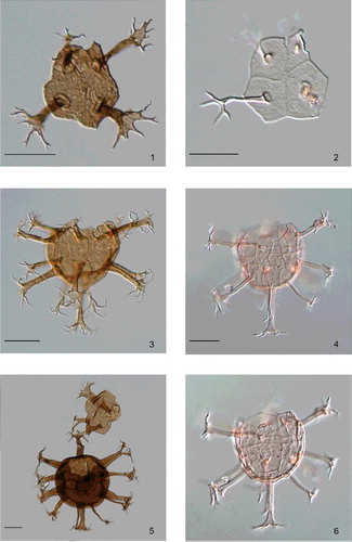 Plate 10. A direct comparison of the tabulate chorate dinoflagellate cysts Oligosphaeridium abaculum and Oligosphaeridinum complex; the latter lacks sutural ornamentation. All specimens were photographed using DIC, except figure 5 which was taken using plain transmitted light. Oligosphaeridium abaculum was fully described in the caption to Plate 9 (above). Oligosphaeridinum complex has a subcircular cyst body in outline, and a smooth to occasionally microgranulate cyst wall, and bears cylindrical, distally expanded, branched and open plate-centred processes in all plate series except the cingulars. The processes typically bear four to six simple or occasionally bifurcate branches at the distal end, which is normally aculeate or secate. This distinctive species is most common in the Early Cretaceous; its total range is Early Cretaceous (early Valanginian) to Eocene (early Lutetian) (Costa & Davey Citation1992; Stover et al. Citation1996, figs 24A, 32).Figures 1, 3, 5. Oligosphaeridinum complex. All of the specimens are from drill cuttings between 4047.74 m and 4044.70 m in central North Sea well 22/1-2A; this interval is within the Lower Cretaceous Cromer Knoll Group.Figure 1. BGS specimen number MPK 14586, slide MPZ 7780/1, England Finder coordinate O36/4. An isolated operculum; note the 1' plate in the top right. At the base of the four processes, a distinct ring indicates where the periphragm (which forms the processes) has separated from the endophragm. The length (the dorsoventral dimension, excluding the processes) is 38 μm, and the width (the lateral dimension, excluding the processes) is 31 μm. The length of the 1' process at the top right is 31 μm. The scale bar represents 20 μm.Figure 3. BGS specimen number MPK 14587, slide MPZ 7780/1, England Finder coordinate L33/3. A loisthocyst in dorsal view, high focus. Note the apical archaeopyle, the clear lack of cingular (equatorial) processes and the prominent, straight plate-centred processes. The cyst body is 49 μm long and is 51 μm wide, the overall length and width are 91 μm and 100 μm, respectively, and a typical process is c. 29 μm in length. The scale bar represents 25 μm.Figure 5. BGS specimen number MPK 14588, slide MPZ 7780/1, England Finder coordinate T46/3. A loisthocyst with (its presumed) operculum, ?oblique right lateral view, high-median focus. Note the similar height of the processes; it is easy to visualise the distal ends of them adjacent to the inner thecal wall of the parent cell. The cyst body is 62 μm in both length and width, and the overall length and width are both 118 μm; a typical processes is c. 38 μm in length. The scale bar represents 20 μm.Figures 2, 4, 6. Oligosphaeridium abaculum. All specimens are topotypes from the East Shetland Basin (see the caption to Plate 9).Figure 2. BGS specimen number MPK 14589, slide CSC 1824/5, England Finder coordinate P54/4. An isolated operculum; note the clear sutural ridges, the single preapical plate and the relatively small 1' plate in the top right. The four circular features at the base of the processes clearly indicate the separation of periphragm and endophragm. The length (the dorsoventral dimension, excluding the processes) is 42 μm, and the width (the lateral dimension, excluding the processes) is 36 μm. The length of the 3' process at the bottom left is 31 μm. The scale bar represents 20 μm.Figures 4, 6. BGS specimen number MPK 14590, slide CSC 1824/5, England Finder coordinate R65/2. Specimen in ventral view, high and low focus, respectively; note the apical archaeopyle. This superbly preserved specimen clearly demonstrates the gonyaulacacean tabulation and the plate-centred processes. The sulcus is visible in figure 4, as is the middorsal postcingular plate (4''') immediately below the cingulum in 6. The cyst body is 56 μm long and 53 μm wide, the overall length and width are 98 μm and 109 μm, respectively, and a typical processes is 31 μm in length. The scale bar represents 25 μm.