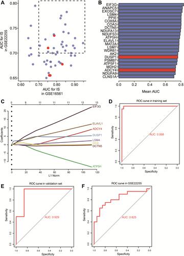 Figure 6 Potential candidate genes for IS. (A) Areas under the receiver operating characteristic curve (AUCs) for dysregulated genes in the GSE16561 and GSE22255 datasets. (B) Mean AUCs of hub genes. Red represents genes upregulated in IS; blue, genes downregulated in IS. (C) Distribution of LASSO coefficients for the 8-gene signature. (D–F) Receiver operating characteristic curves for the gene signature in the (D) training set of GSE16561, (E) validation set of GSE16561 and (F) GSE22255.