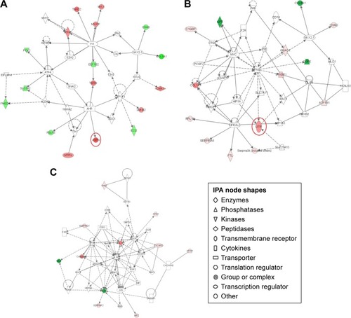 Figure 5 Pathway networks were identified using ingenuity pathway analysis (IPA). Network #1 (A), network #2 (B), and network #3 (C) are shown. The node (protein) is described in the right of the figures. Colored nodes refer to proteins found in our dataset (green = upregulated, red = downregulated). Uncolored nodes were not identified as differentially expressed in our experiment and were integrated into the computationally generated IPA networks to indicate relevance to this network. Red circles indicate a significant effect by paeoniflorin (PA).