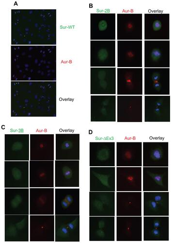 Figure S3 (A) A broader view of immunostaining showing co-localization of survivin with Aurora-B kinase in human umbilical vein endothelial cells during mitosis. Green: Survivin, Red: Aurora-B kinase, Blue: DAPI. (B–D) Immunofluorescence demonstrating predominant cytoplasmic localization of survivin variants. Human umbilical vein endothelial cells expressing respective FLAG-HA-tagged proteins were stained with HA, Aurora-B antibodies, and DAPI.