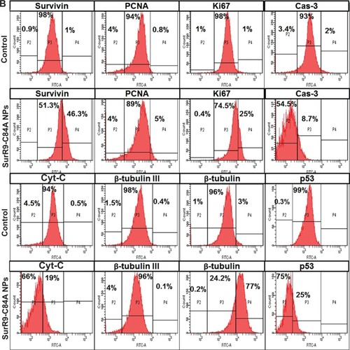 Figure 6 Comparison of protein expression in the undifferentiated and differentiated SK-N-SH neurons.Notes: (A) Protein expression in undifferentiated SK-N-SH after treatment with SurR9-C84A-loaded NPs. Compared with the untreated control, the proteins involved in cell-cycle progression, such as survivin, PCNA, Ki67, and β-tubulin, were downregulated, and the apoptotic markers BAX, Cyt-C, Cas-3, and p53 were upregulated after SurR9-C84A treatment. This confirmed the antitumor potential of SurR9-C84A. (B) SurR9-C84A increased the expression of cell-proliferation markers, such as β-tubulin, survivin, PCNA, and Ki67 in differentiated SK-N-SH cells, while indicators of apoptosis Cas-3, Cyt-C, and p53 showed reduced expression compared to the controls. Also, the differentiating marker β-tubulin III showed a slight reduction, indicating the preparatory changes toward proliferation.Abbreviations: FITC, fluorescein isothiocyanate; NPs, nanoparticles; PCNA, proliferating cell nuclear antigen.