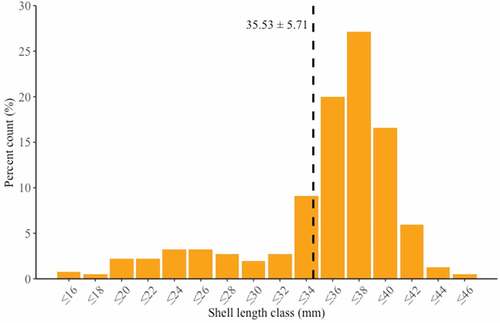 Figure 3. Length frequency distribution of live Rangia cuneata specimens collected from the Pomeranian Bay. Vertical dashed line represents mean shell length in the dataset.