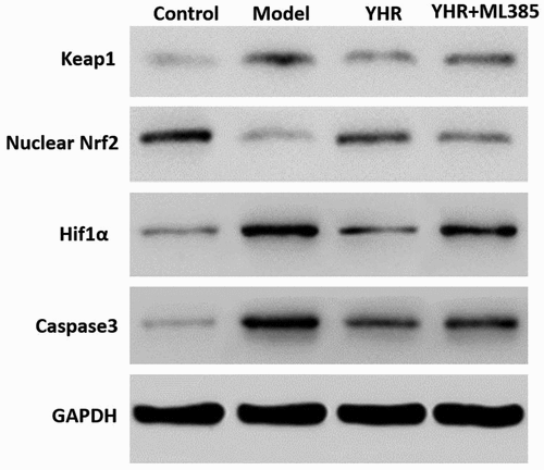 Figure 6. YHR suppressed the activation of Keap1/Nrf2/HIF-1α pathway