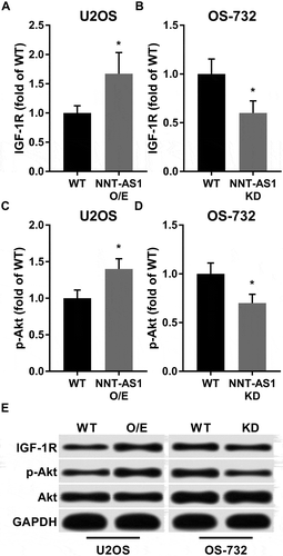 Figure 3. Western blot showed that NNT-AS1 increased protein expression level of IGF-1R and Ser473 phosphorylation level of Akt in OS cells in vitro. Cells were treated and analyzed as described in Figure 2. Total protein expression level of Akt was intact under NNT-AS1 overexpression or knockdown conditions. E is a representative result of western blot. Data in panel A ~ D were normalized to the WT in the same panel group and presented as fold change. Students’ t test was used for significance test. *, p < 0.05.