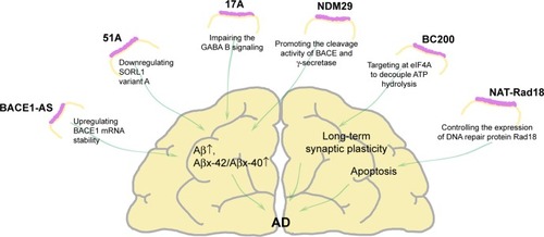 Figure 1 Dysregulated lncRNAs in AD.