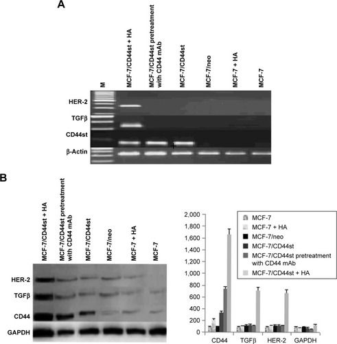 Figure 4 (A) Expression of CD44st, TGFβ, and HER-2 mRNAs in each group of cells. (B) Expression of CD44st, TGFβ, and HER-2 proteins in each group cells.