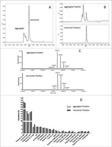 Figure 1. In-depth characterization of nivolumab aggregate and monomer fractions by LC-MS. (A) SEC-HPLC chromatogram of nivolumab bulk substance after rProtein A capture chromatography, which contained 36% aggregate. (B) SEC-HPLC chromatogram of nivolumab aggregates and monomer fractions isolated by strong IEC. (C) Deconvolution MS spectrum of aggregate and monomer fractions at intact protein level. (D) Modification abundance difference for aggregate and monomer fragments assessed by LC-MS in subunit level.