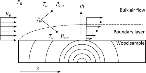 Figure 2. Illustration of a wood sample, air flow and the formation of a boundary layer.