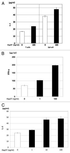 Figure 7. Augmentation of cytokines (IL-2, IFN-γ and IL-6) production by Ksp37 was also observed. (A) Augmentation of IL-2 production from T cells or spleen cells by Ksp37. An amount of 5 × 106 splenic T cells or spleen cells from C57BL/6 mice were cultured with 5 × 105 BALB/c spleen cells (Mitomycin-C treated) in the presence of rKsp37 for two days. IL-2, IFN-γ and IL-6 activities in the supernatants were assessed by ELISA. (B) Augmentation of IFN-γ production from spleen cells by Ksp37. (C) Augmentation of IL-6 production from spleen cells by Ksp37.