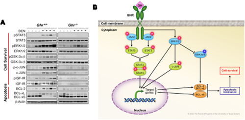 Figure 4 Biochemical findings in Ghr+/+ and Ghr−/− mice livers after DEN or without DEN injection. (A) WB analysis shows the expression of pSTAT3, pERK1/2, pGSK-3α/β, and p-c-JUN are upregulated in DEN-induced HCC tumors in Ghr+/+ mice compared with normal liver tissues from control Ghr+/+ mice not treated with DEN or from Ghr−/− mice treated or not treated with DEN. Some of the HCC tumors also show higher levels of pIGF-IR. Notably, there was a slight increase in pERK1/2, pGSK-3α/β, and pIGF-IR in some of the noncancerous livers from Ghr+/+ mice not treated with DEN; nonetheless, these proteins revealed remarkably higher levels in DEN-induced HCC. Despite the lack of HCC development, the expression of pERK1/2 increased in Ghr−/− livers after treatment with DEN. It is possible that this increase resulted from toxic effects of DEN. However, the expression of pERK1/2 was much higher in HCC from Ghr+/+ mice than in the livers from Ghr−/− mice when both groups were treated with DEN. Compared with control livers from Ghr+/+ mice not treated with DEN, HCC tumors from Ghr+/+ mice treated with DEN demonstrated upregulation of BCL-2 and BCL-xL, and downregulation of BCL-xS, which is consistent with apoptosis resistance. In contrast, expression of BCL-2 was downregulated and BCL-xS was upregulated in livers from the Ghr−/− mice that were treated or not treated with DEN. Furthermore, BCL-xL was mostly downregulated in the livers from these mice. (B) Hypothetical diagram, based on the WB results shown in (A), illustrating how GHR signaling promotes apoptosis resistance and cell survival in DEN-induced HCC (induces activation/upregulation:Display full size; induces inhibition/downregulation:Display full size; activation phosphorylation:Display full size; inhibitory phosphorylation:Display full size.