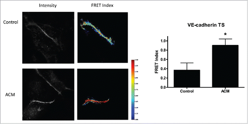 Figure 3. ACM reduces VE-cadherin force. Cells expressing VE-cadherin TS had higher FRET values, indicating reduced force, when cultured in ACM media as compared to cells cultured in standard medium. Example fluorescent images and corresponding FRET index images are shown; FRET index images were masked to segment individual junctions and remove intracellular signal. Median FRET was determined for each junction and plotted as mean ± SEM, with a minimum of 5 junctions per condition. Two additional experiments showed similar results.